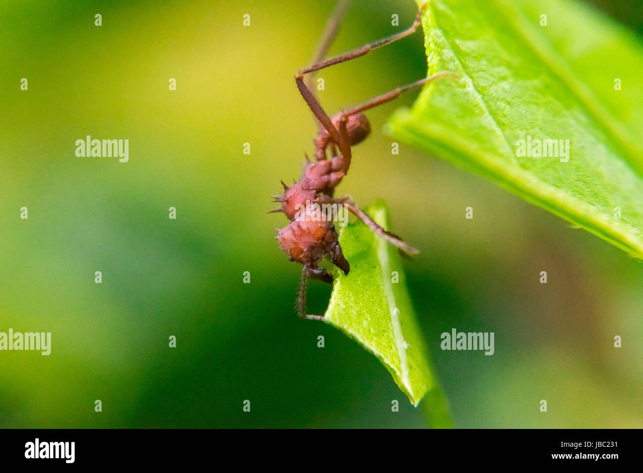Rote Ameisen schneiden ein Blatt Stockfoto