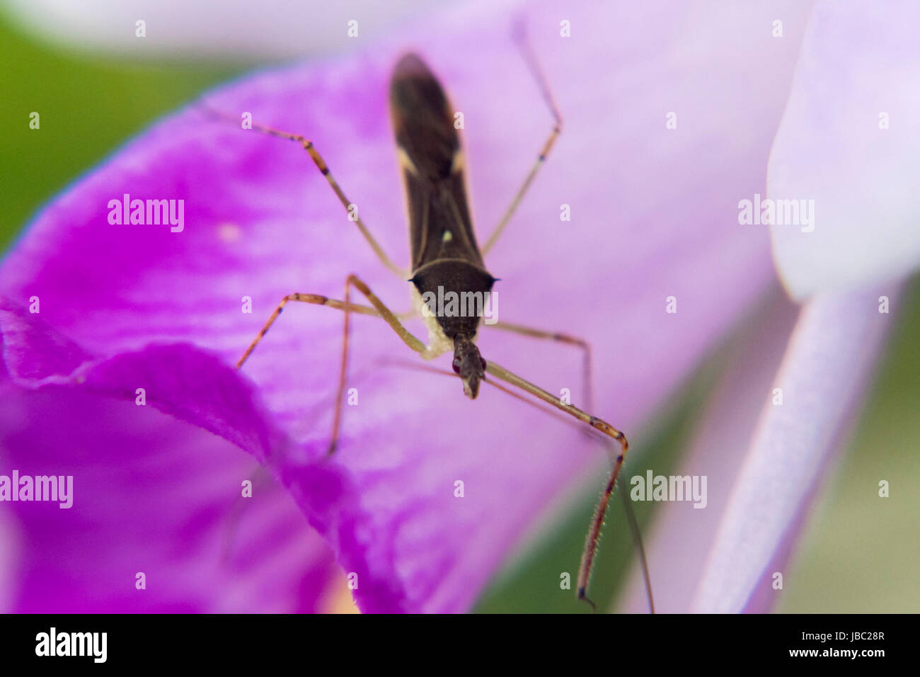 Großen Mücke auf einem rosa Blume Blütenblatt Stockfoto