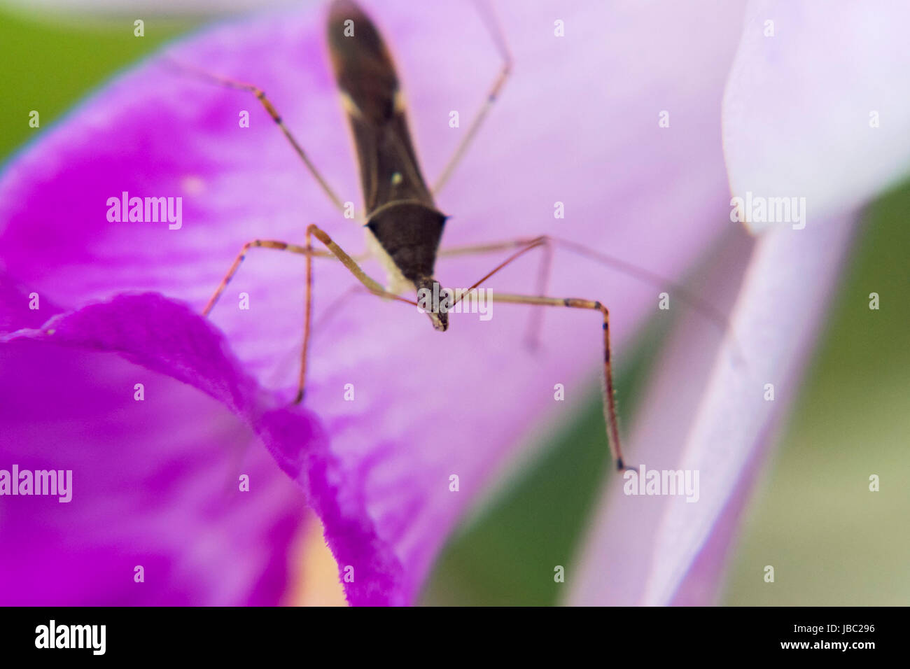 Großen Mücke auf einem rosa Blume Blütenblatt Stockfoto