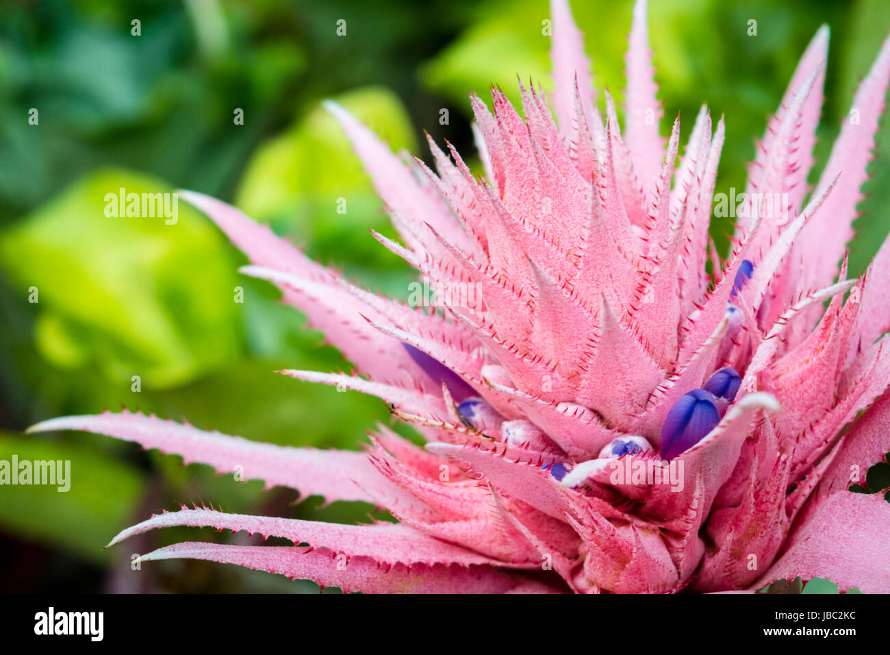Seltsame Spitzen rosa und lila Blume im Garten Stockfoto