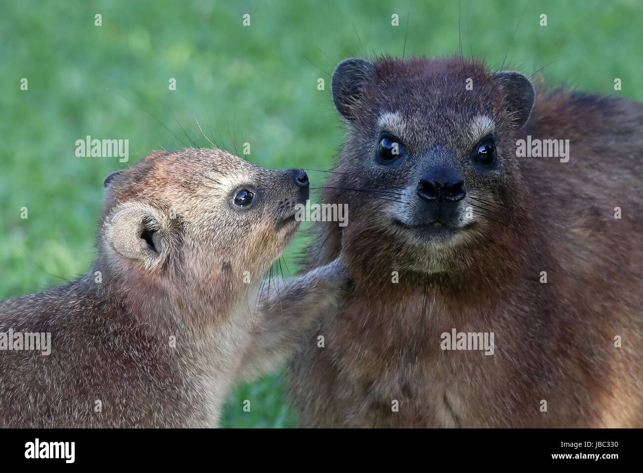 Niedlichen Schliefer oder Rock Kaninchen im Gespräch mit seiner Mutter Stockfoto