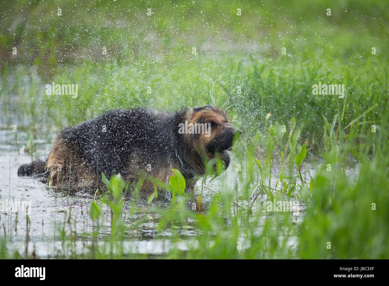 Deutscher Schäferhund abschütteln Wasser im See Stockfoto