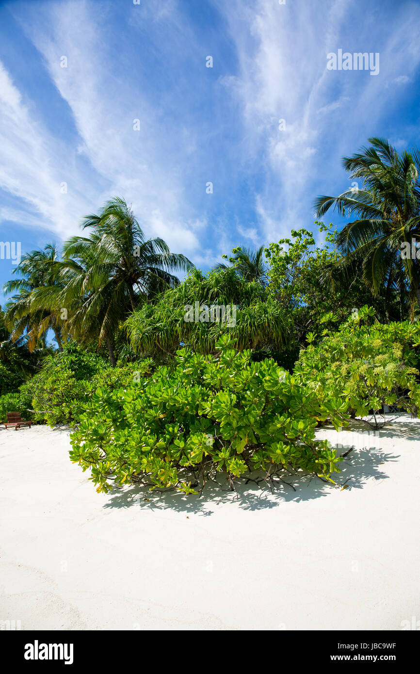 Pulver weißen Sand und üppig grüne Vegeatation auf einer Ferieninsel auf den Malediven. Stockfoto