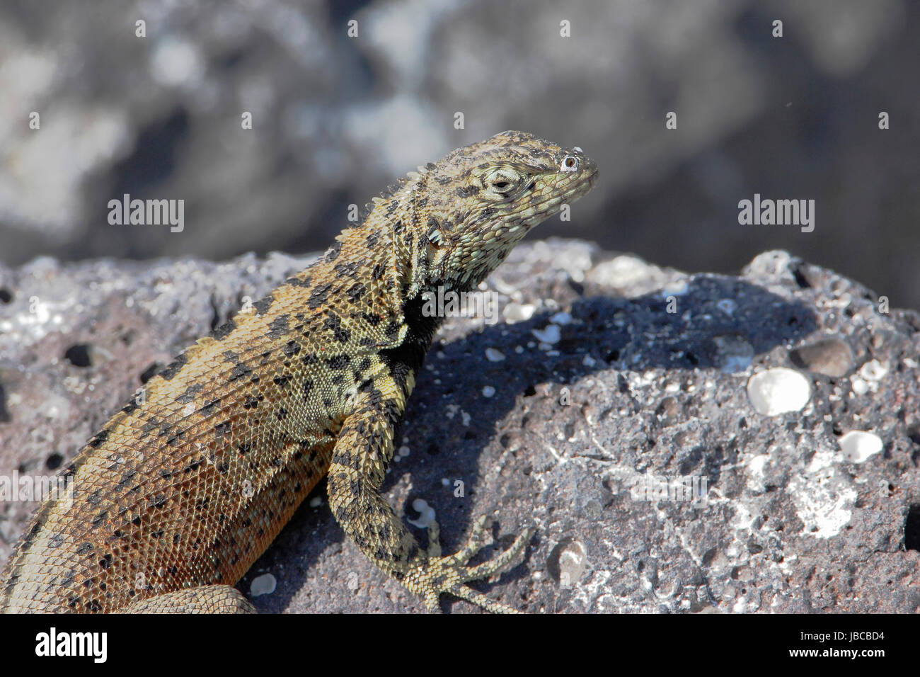 Lava Lizard (Microlophus albemariensis) auf Rock, Punta Suarez, Espanola, Galapagos, Ecuador Stockfoto