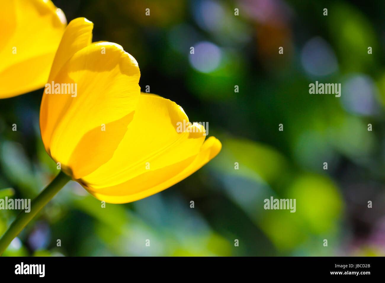 Tulip Zierpflanzen Stockfoto