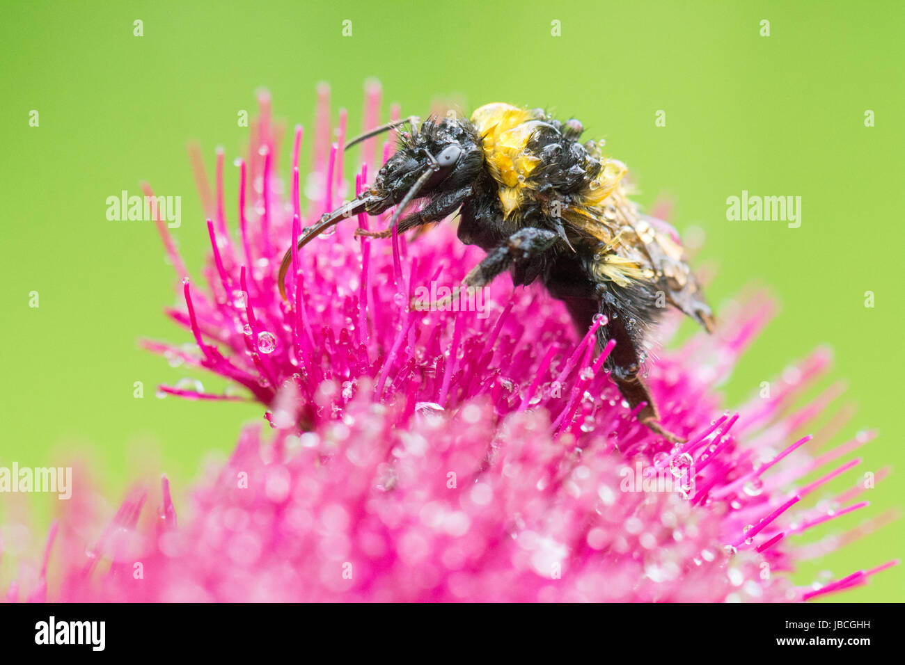 Stirlingshire, Schottland - 10. Juni 2017: UK Wetter - nass und verwahrloster Bumblebee kämpfen, um den Nektar aus den Blüten an einem Morgen von leichten, aber anhaltenden Regen Credit zu trinken: Kay Roxby/Alamy Live News Stockfoto