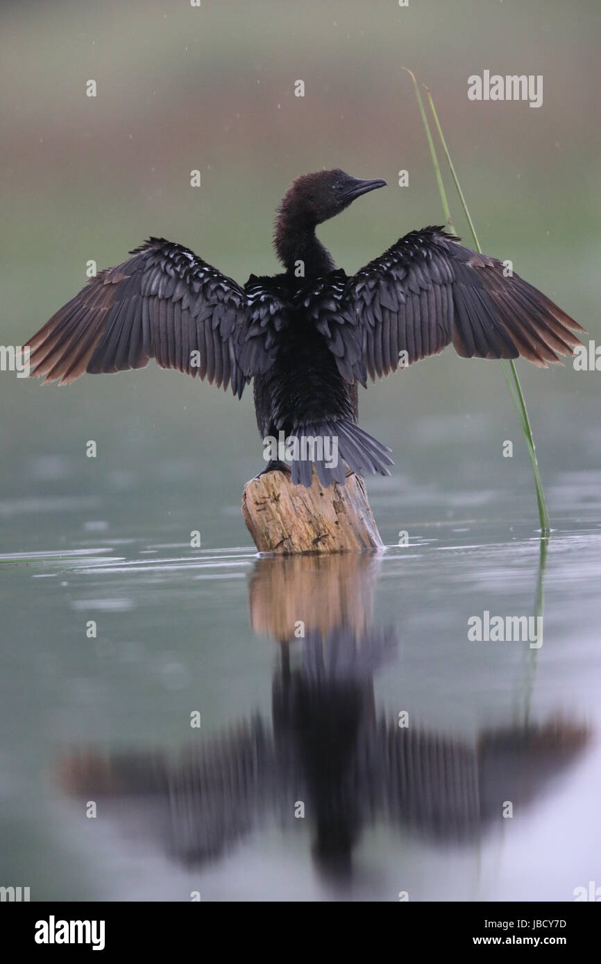 Zwergscharbe (Microcarbo Pygmeus) im Fluß Donaudelta in Rumänien Stockfoto