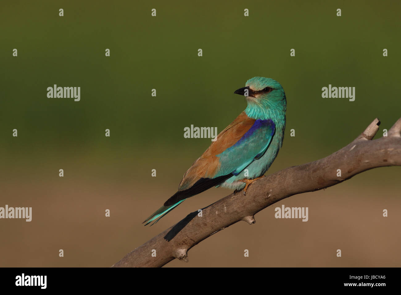 Blauracke (Coracias Garrulus) - eine sehr exotisch aussehende Vogel Stockfoto
