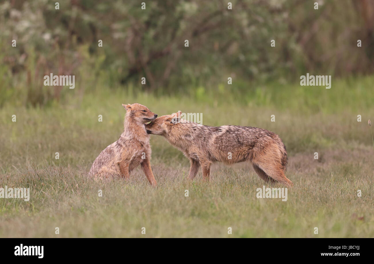 Goldenes Jackal oder europäischen Jackal (Canis Aureus) Interaktion Stockfoto