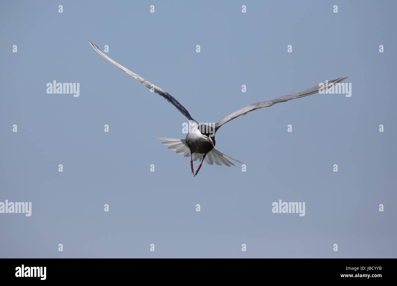 Weissbart-Seeschwalbe (Chlidonias Hybrida) im Fluß Donaudelta in Rumänien Stockfoto