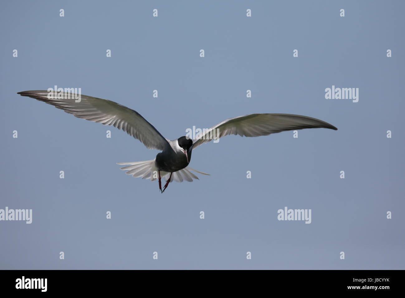 Weissbart-Seeschwalbe (Chlidonias Hybrida) im Fluß Donaudelta in Rumänien Stockfoto