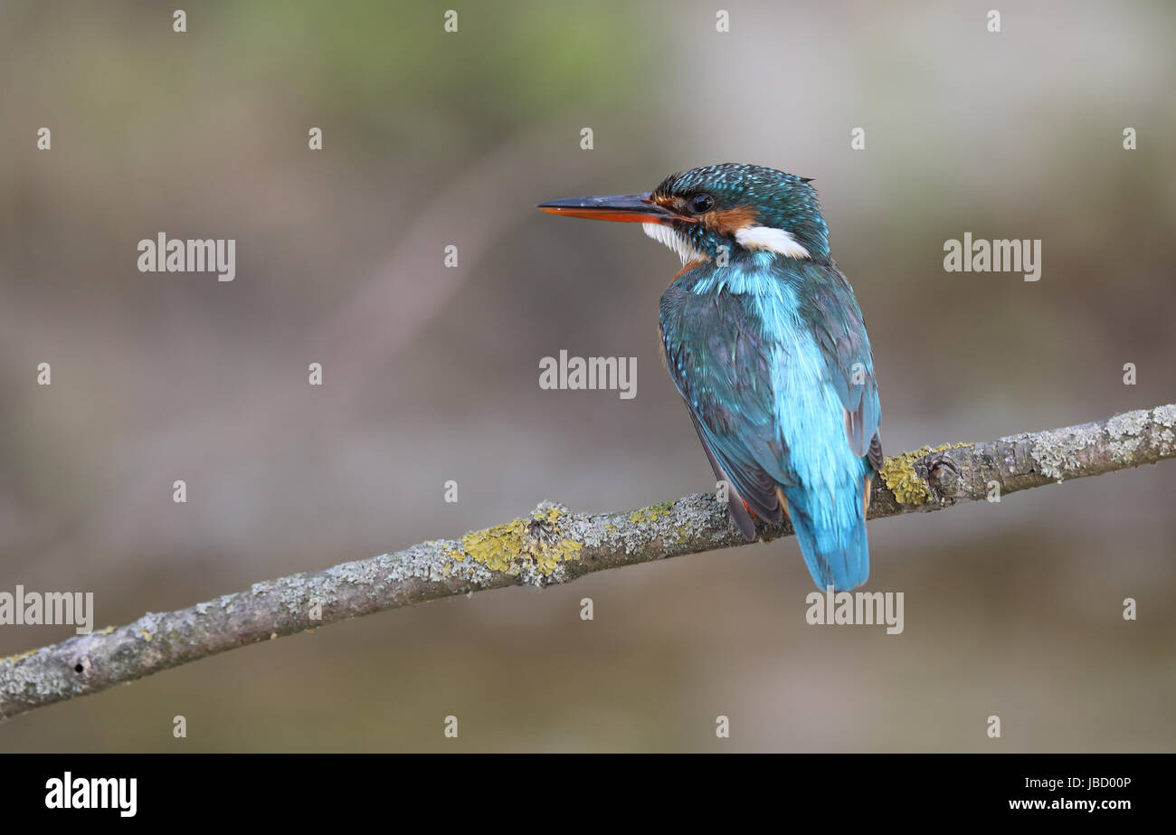 Eisvogel (Alcedo Atthis) Stockfoto