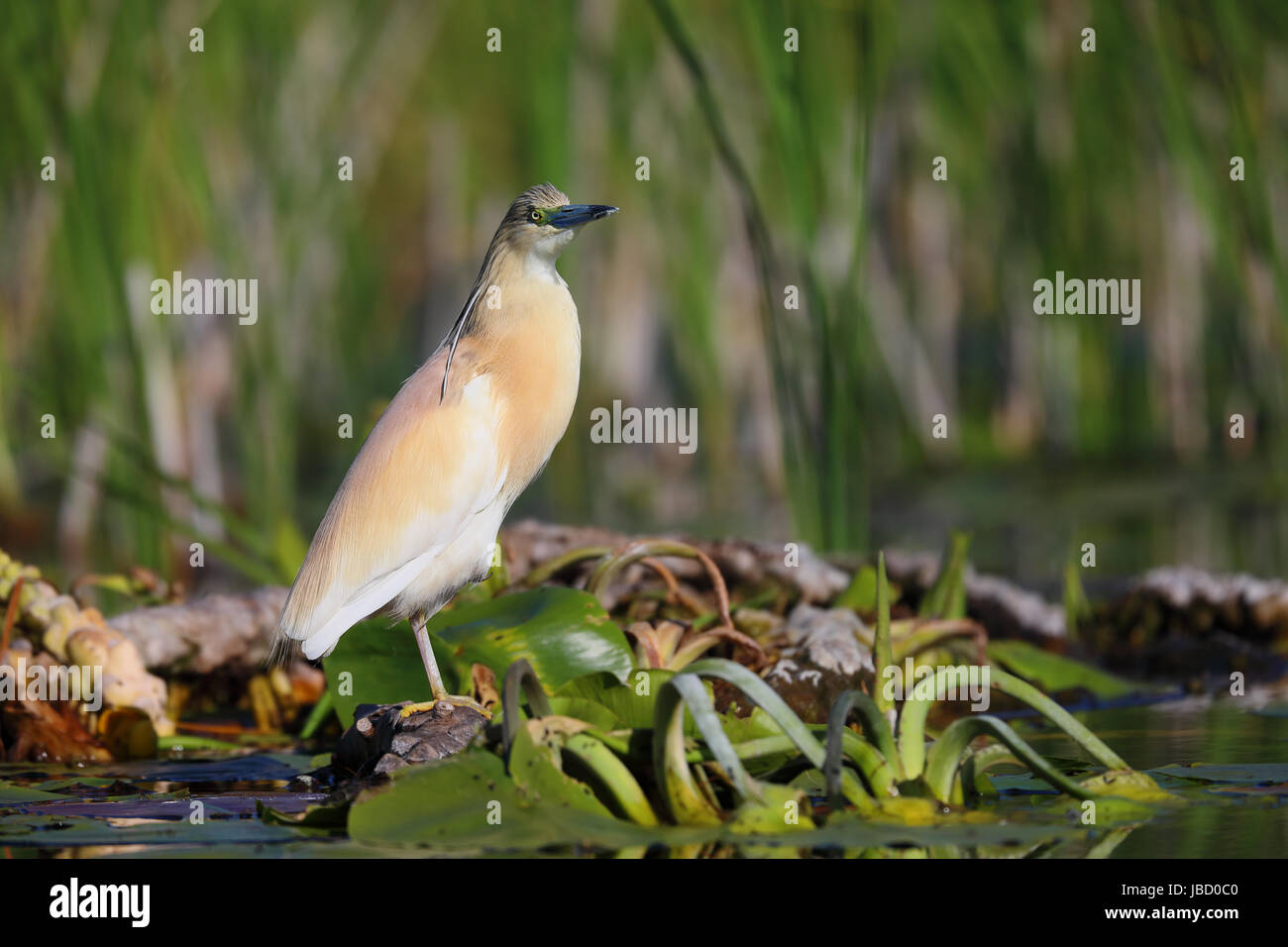 Squacco Heron (Ardeola Ralloides) Stockfoto