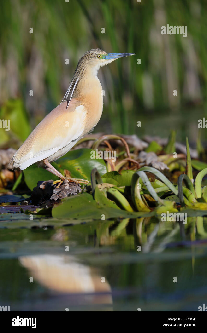 Squacco Heron (Ardeola Ralloides) Stockfoto