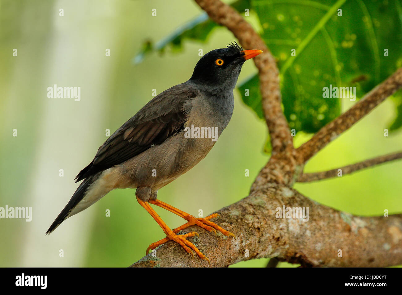 Dschungel Myna (Acridotheres Fuscus) sitzt auf einem Baum auf Taveuni Island, Fidschi Stockfoto