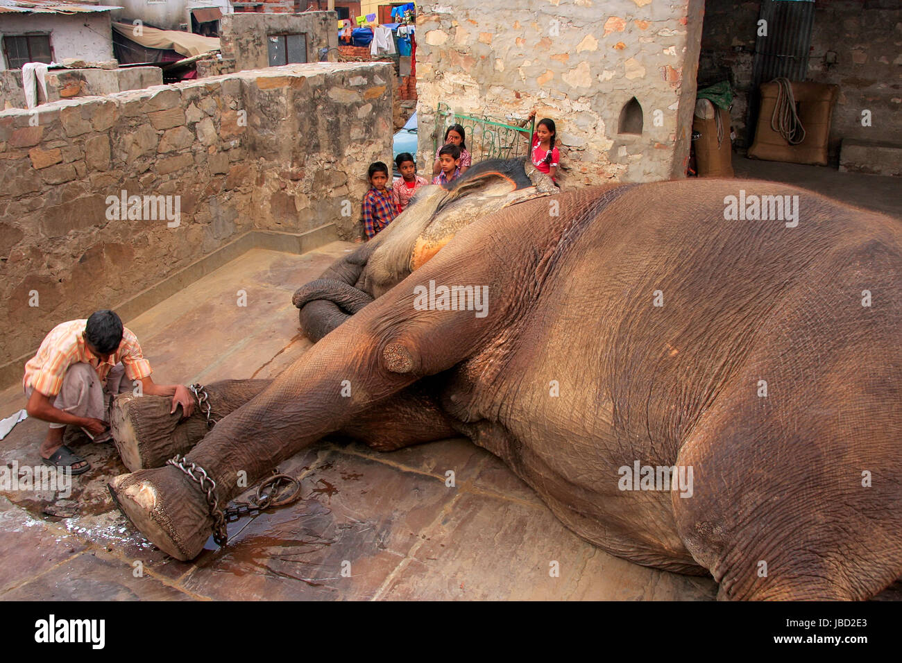 Lokalen Hausmeister Reinigung der Elefantenfuß im kleinen Elefanten Quarters in Jaipur, Rajasthan, Indien. Elefanten sind für Fahrten und andere touristische Aktivitäten eingesetzt. Stockfoto