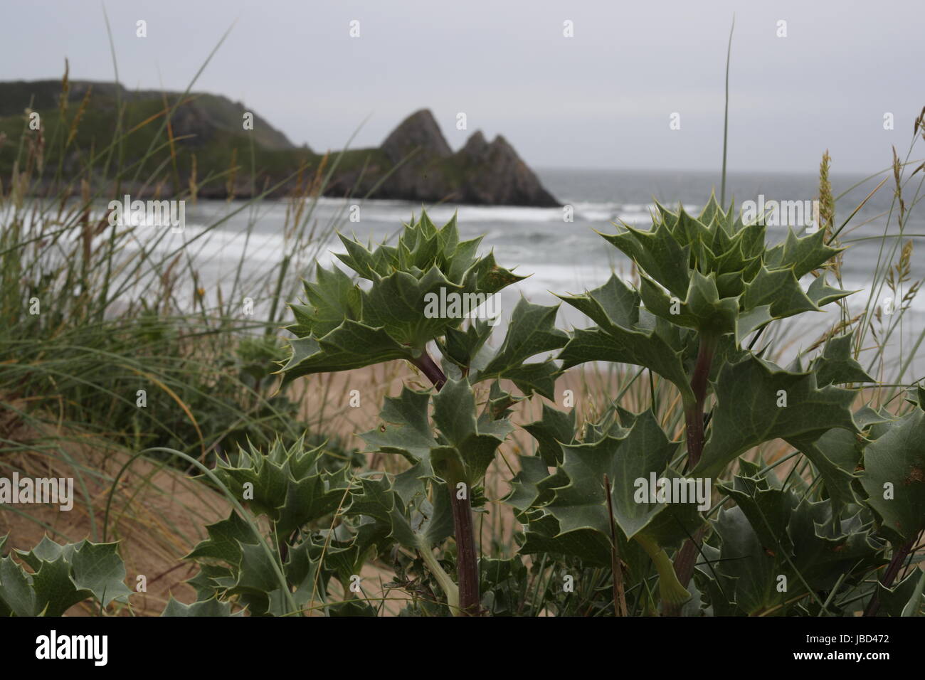 Meer-Holly bei Three Cliffs Bay Stockfoto