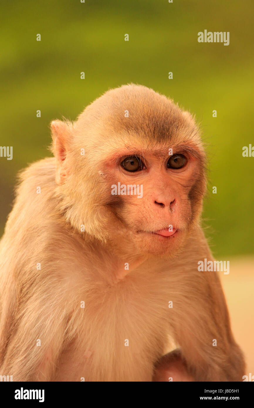 Porträt von Rhesus-Makaken (Macaca Mulatta) in Galta Tempel in Jaipur, Indien. Der Tempel ist berühmt für große Truppe von Affen, die hier leben. Stockfoto