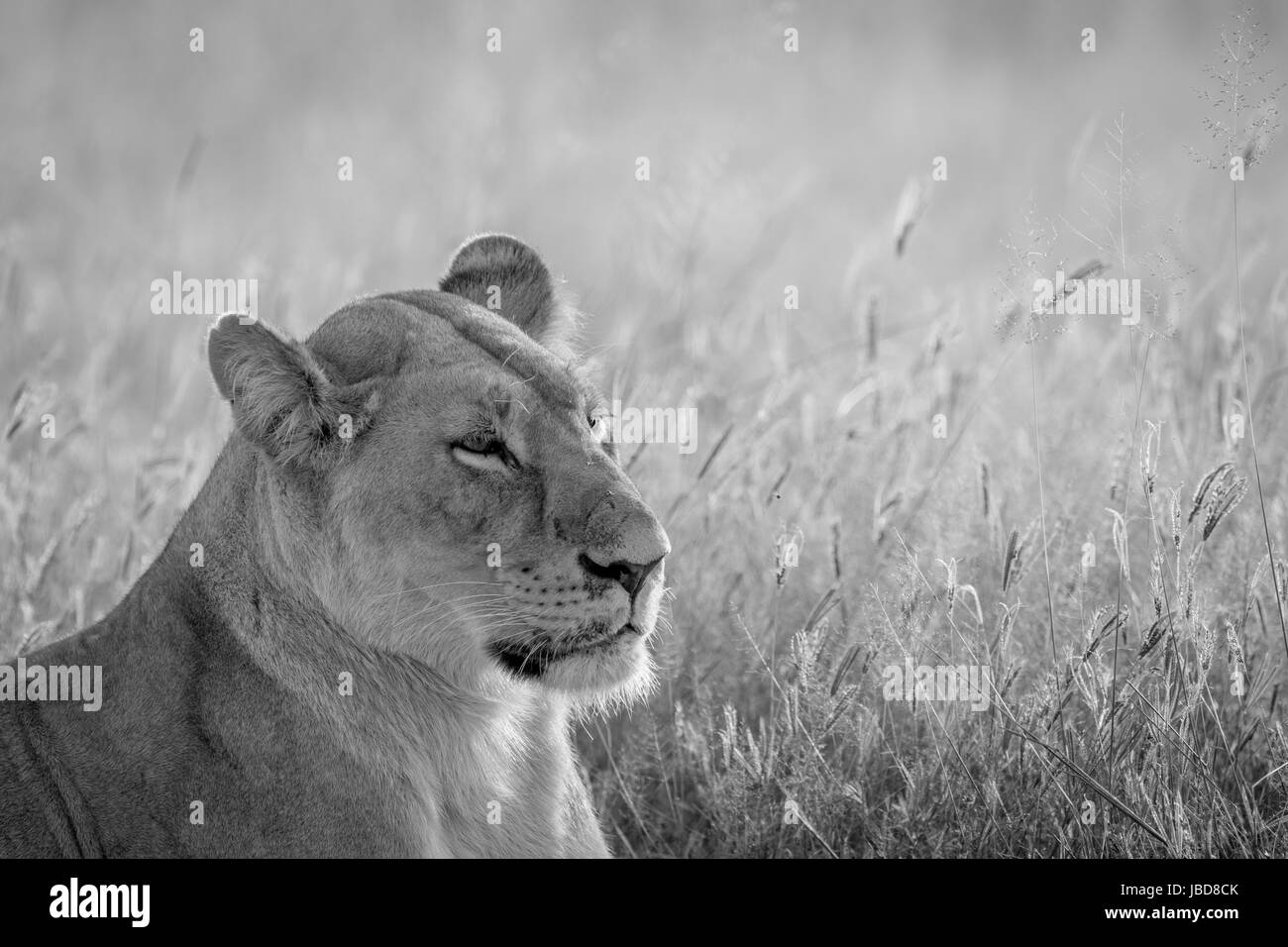 Seitenansicht eines Löwen in schwarz und weiß in den Chobe National Park, Botswana. Stockfoto