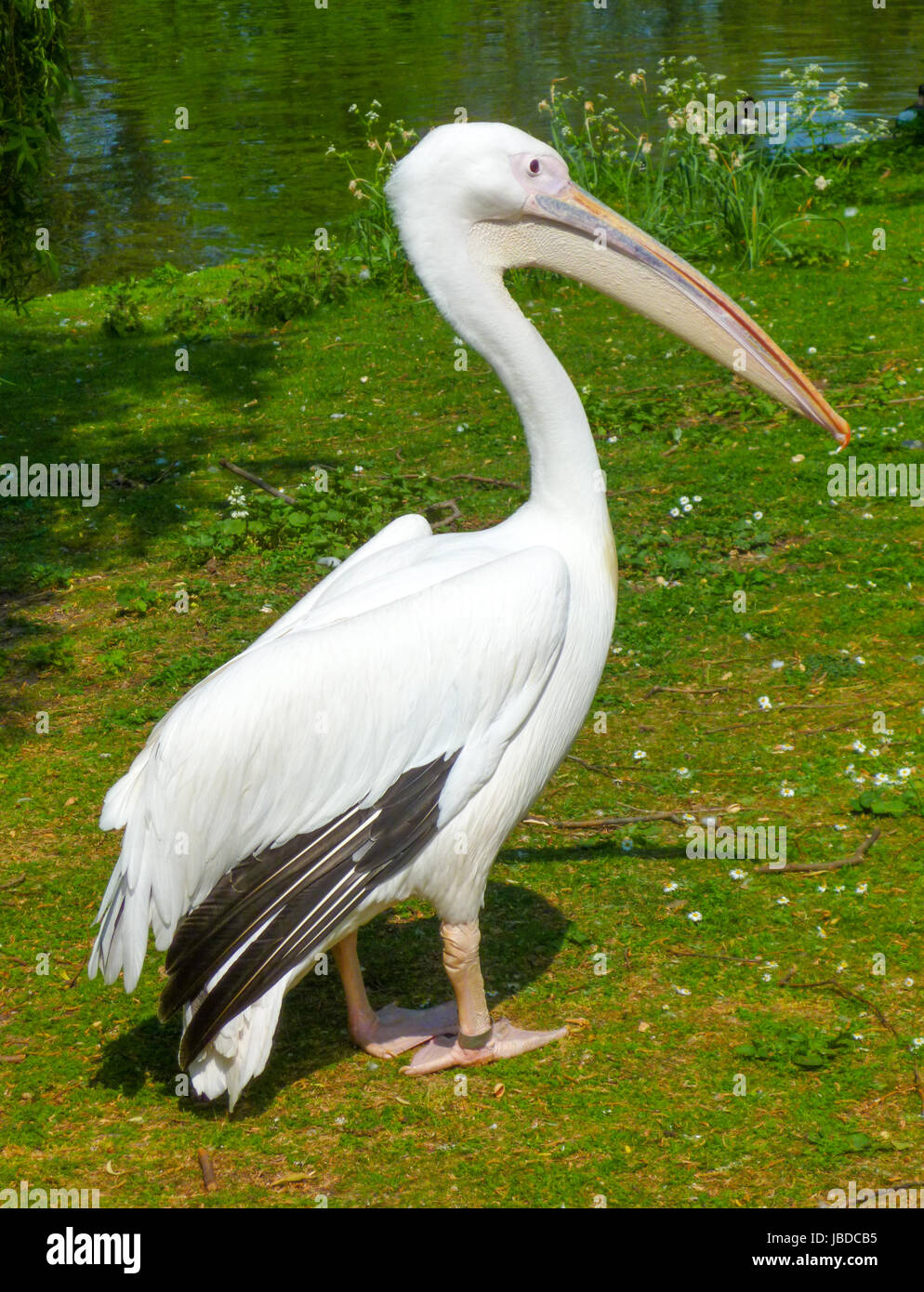 Ein Pelikan entspannt im Park unter der Sonne Stockfoto