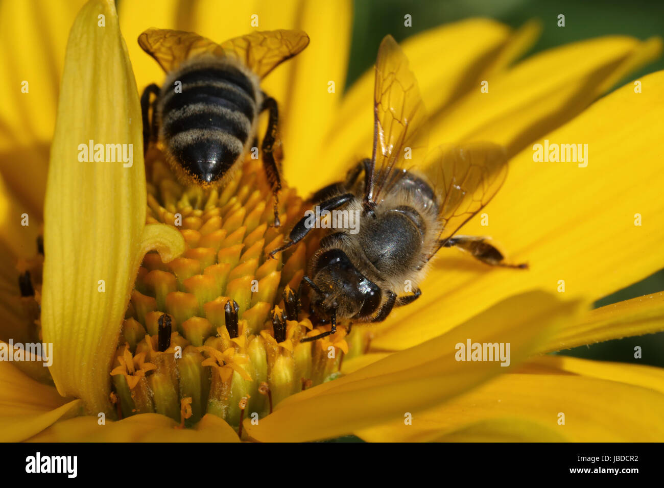 Berlin, Deutschland, Bienen Nektar sammeln auf eine Sonnenblume Stockfoto