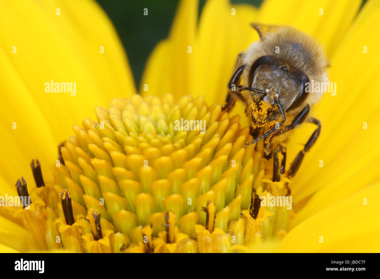 Berlin, Deutschland, Bee Pollen sammeln auf einer Sonnenblume Stockfoto