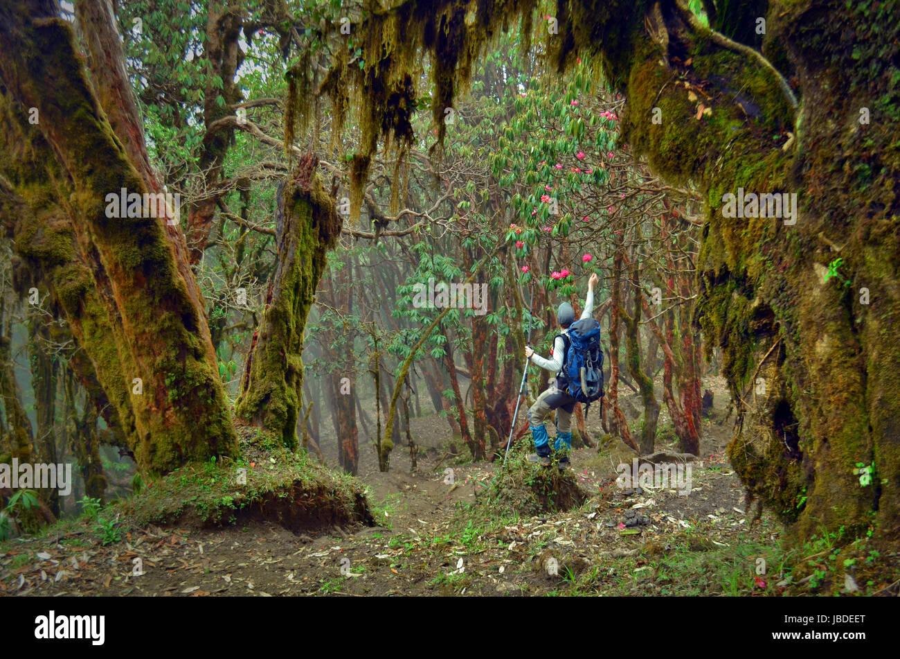 Tracker (Mann) reißen eine Rhododendron Blüte im tropischen Regenwald. Stockfoto