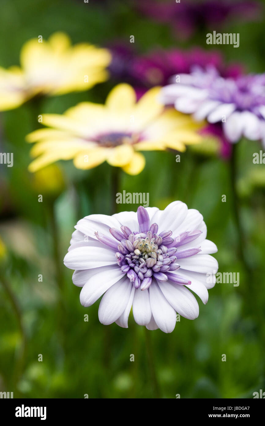 Osteospermum 3D violett Eis, Osteospermum Gelassenheit Blue eyed Schönheit und Osteospermum 3D lila Blüten im Frühsommer. Stockfoto