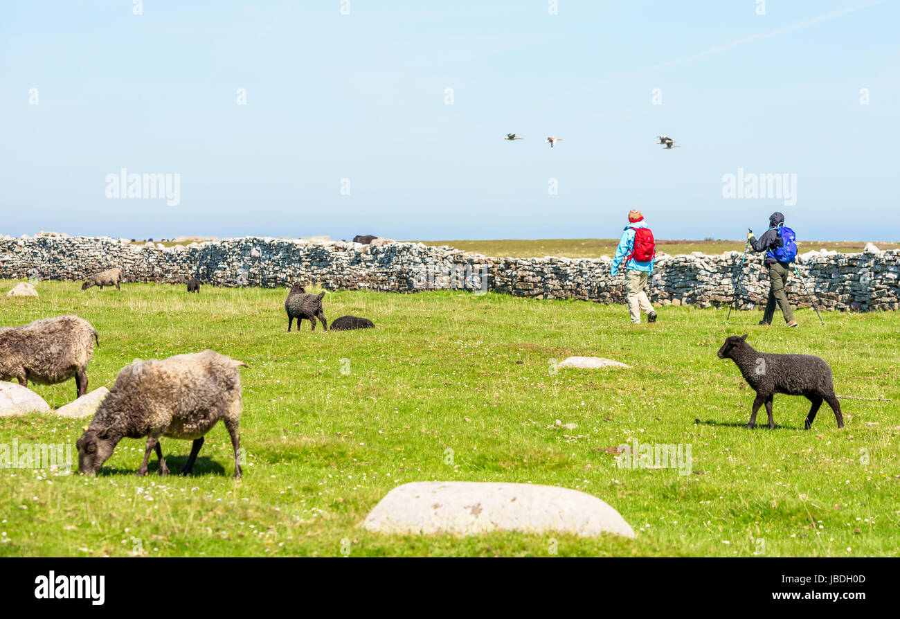 Ottenby, Schweden - 27. Mai 2017: Ökologische Dokumentarfilm. Zwei Wanderer zu Fuß entlang einer Kalksteinmauer. Schafe grasen auf der Wiese, ruhig Gänse b Stockfoto
