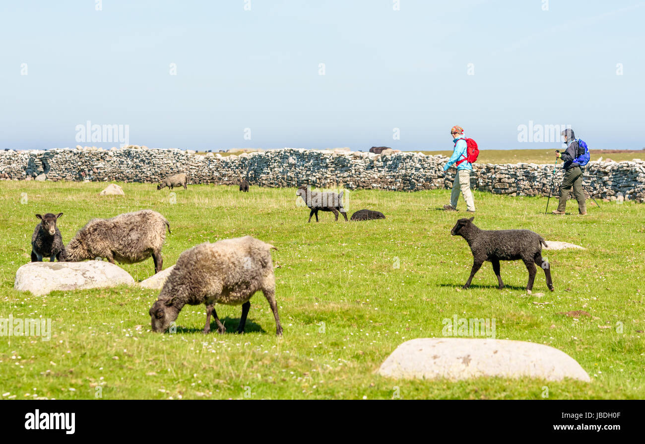 Ottenby, Schweden - 27. Mai 2017: Ökologische Dokumentarfilm. Zwei Wanderer zu Fuß entlang einer Kalksteinmauer Schafe grasen auf der Wiese zu betrachten. Stockfoto
