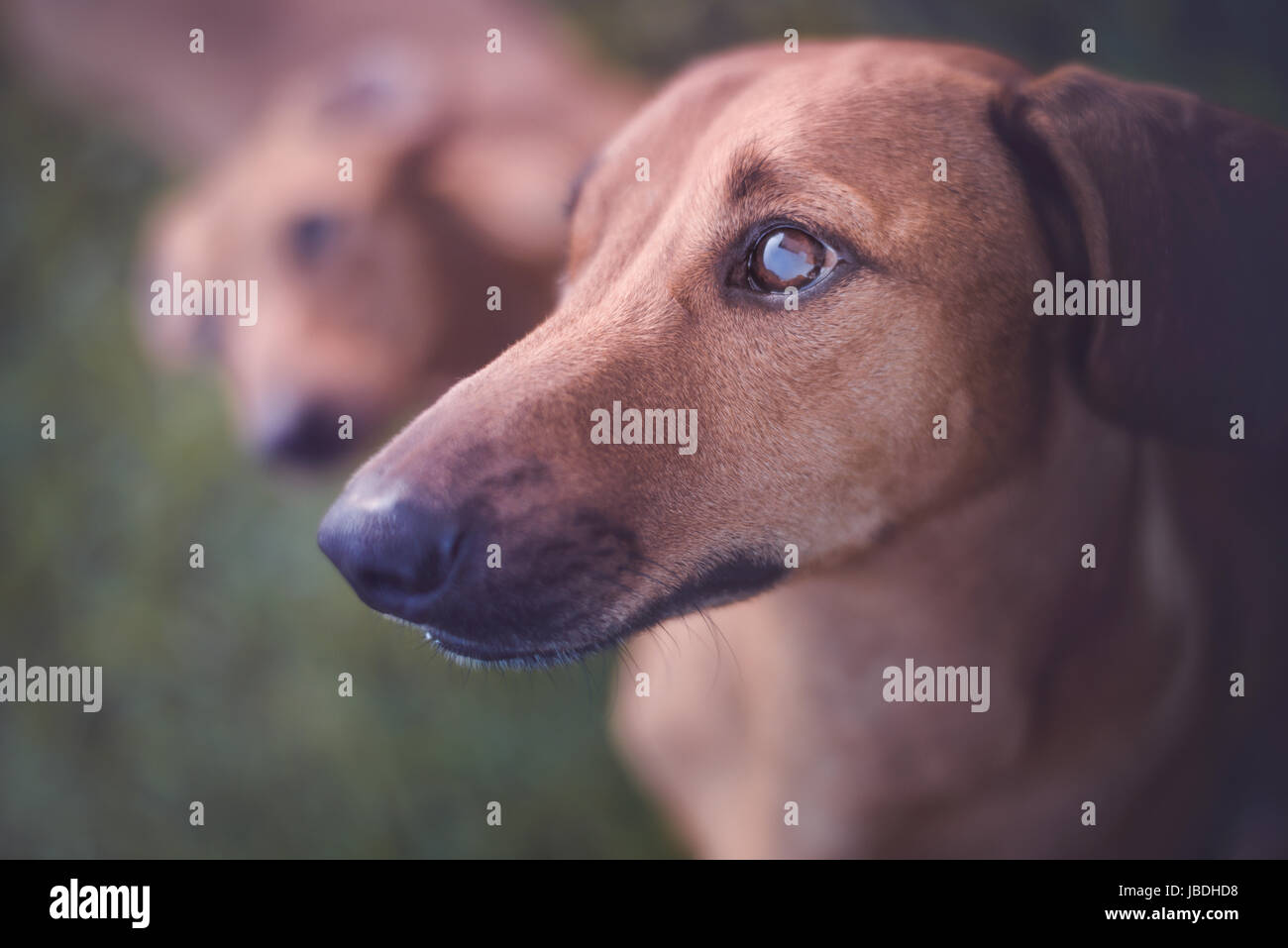 Hund, starrte auf den Besitzer mit Lebensmitteln. Stockfoto