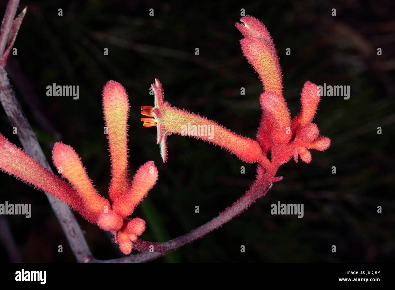 Nahaufnahme des hohen Kangaroo Paw Blumen-Anigozanthos Flavidus - Familie Haemodoraceae Stockfoto