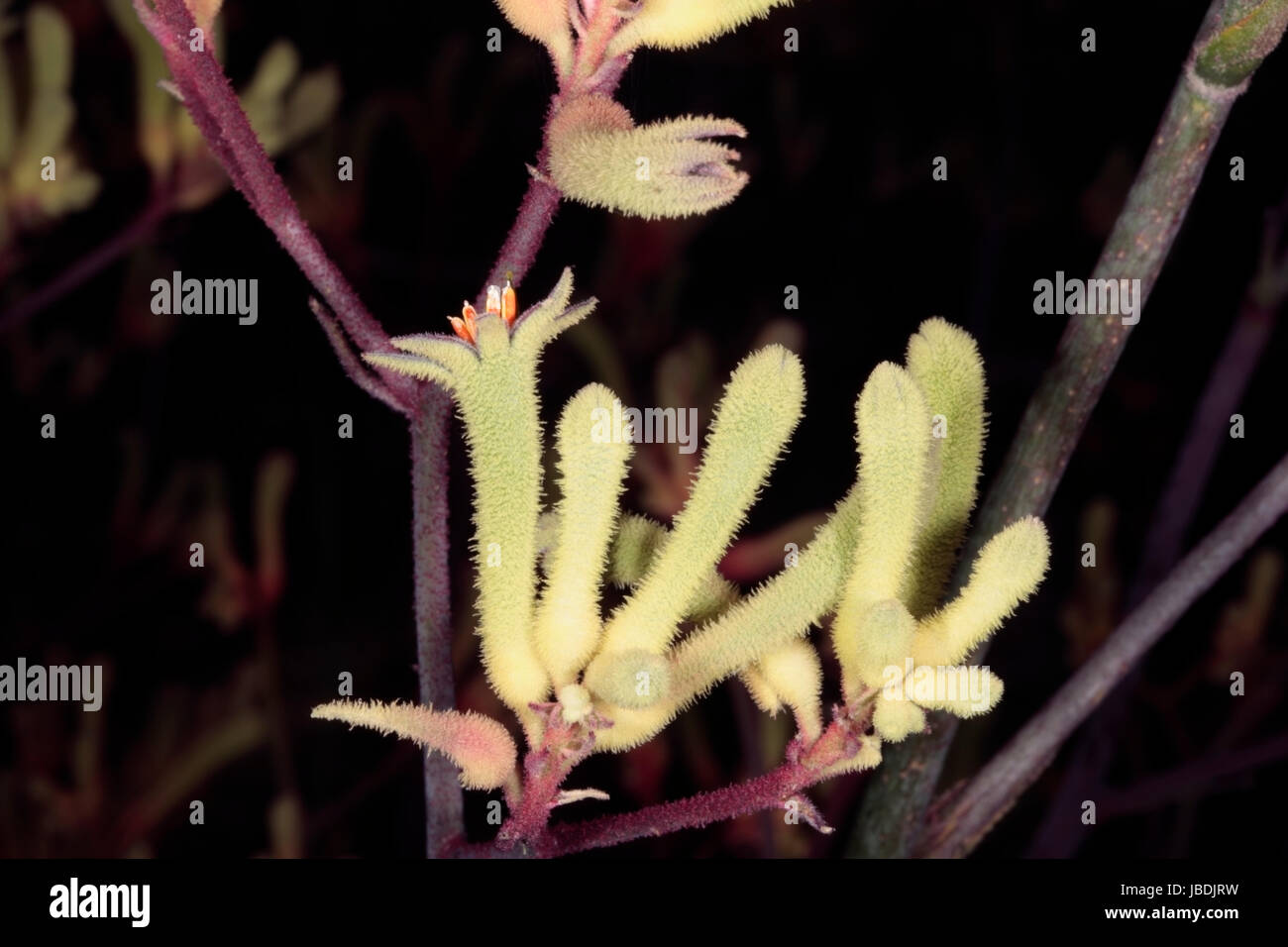 Nahaufnahme des hohen Kangaroo Paw Blumen-Anigozanthos Flavidus - Familie Haemodoraceae Stockfoto