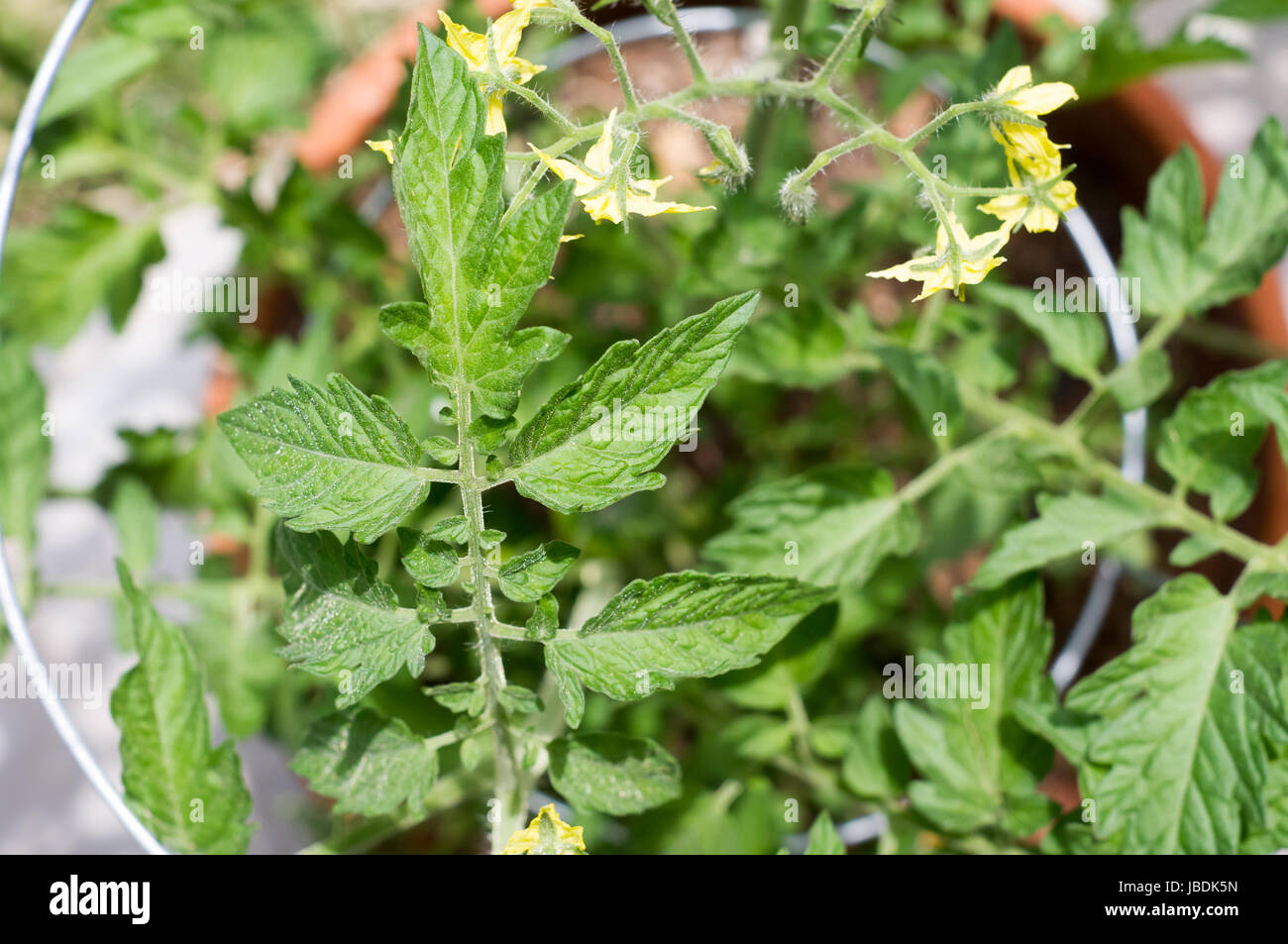 Draufsicht auf eine blühende Tomatenpflanze in einem Topf schleicht sich ein Draht Gitter in einem Hinterhofgarten. Kalifornien, USA Stockfoto