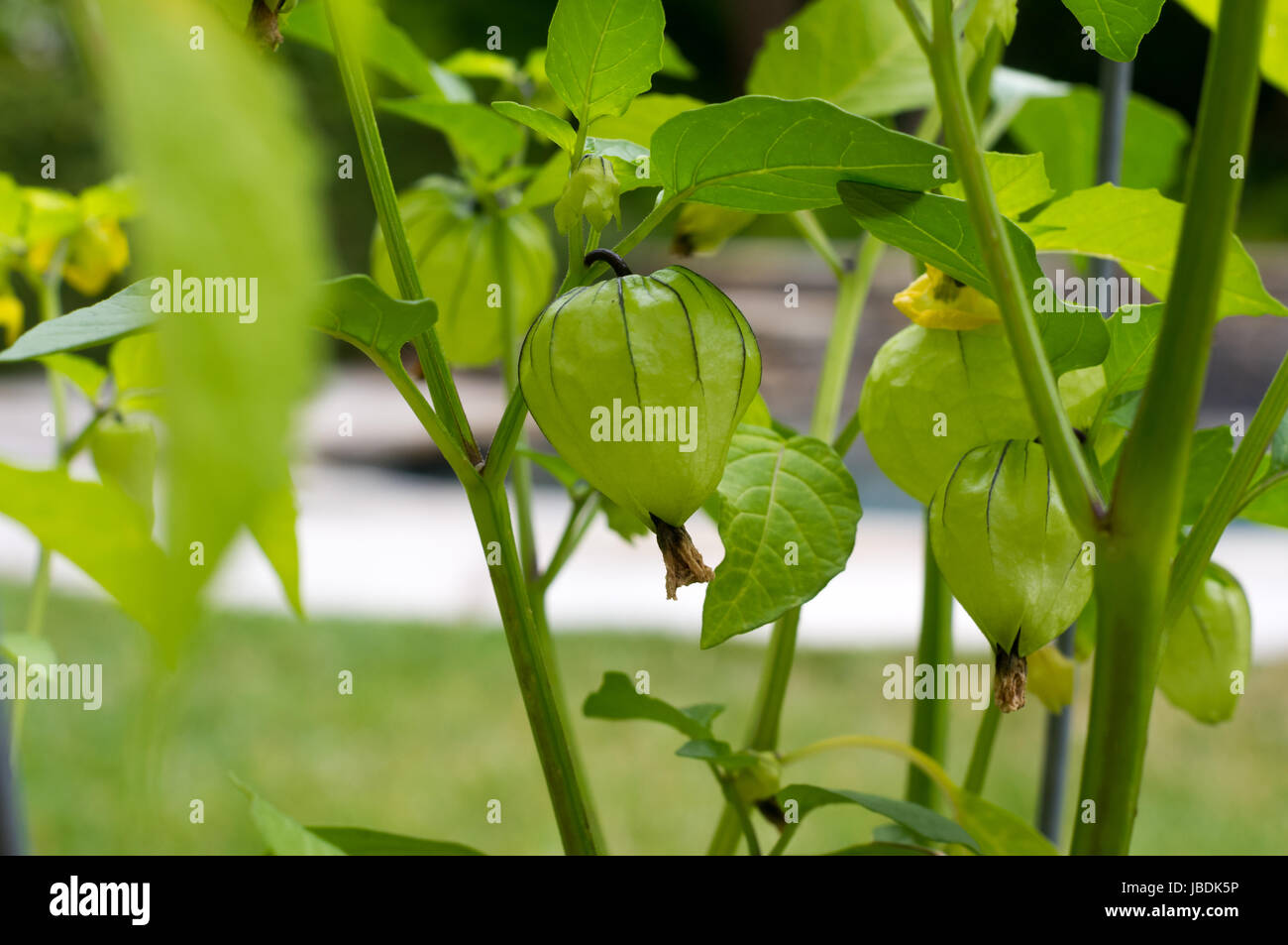 Heirloom Tomatenpflanze wächst aus einem Topf in einem Hinterhof Garten mit einem Pool im Hintergrund. Kalifornien, USA Stockfoto