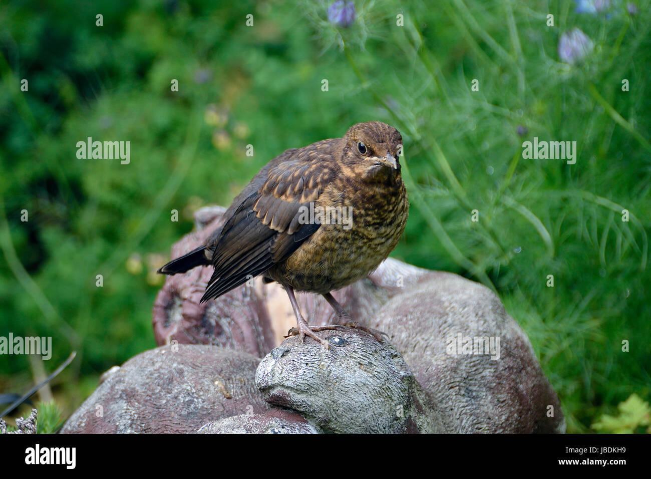 Blackbird - Turdus Merula Juvenile Vögel im Garten otter Stockfoto