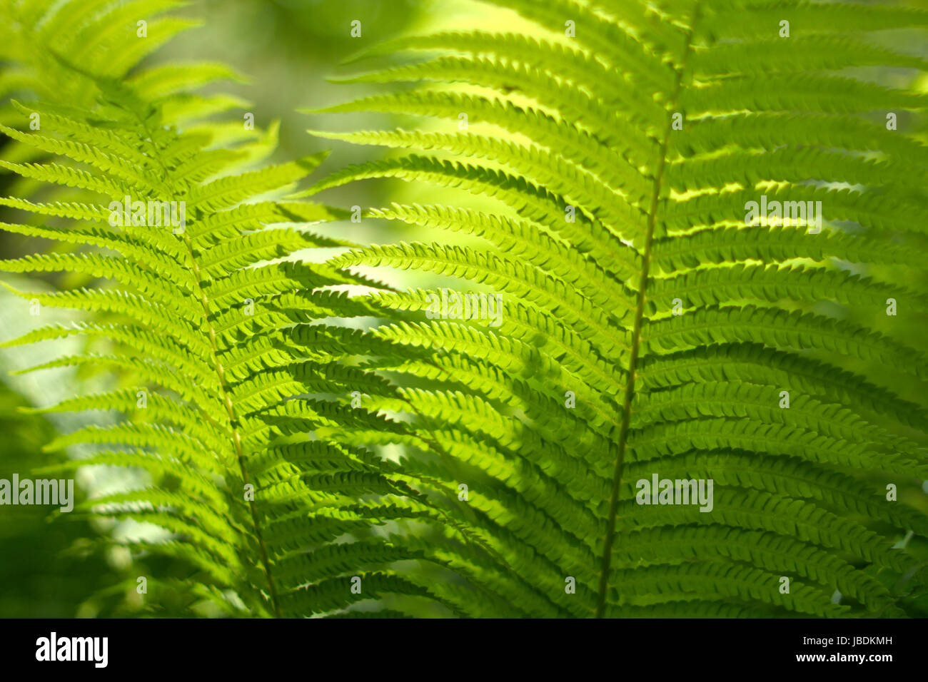 Verschwommen, abstrakten Hintergrund mit einem zarten Farn-Motiv. Dichte, üppige, grüne Vegetation im Garten. Die dominierende Farbe grün. Stockfoto