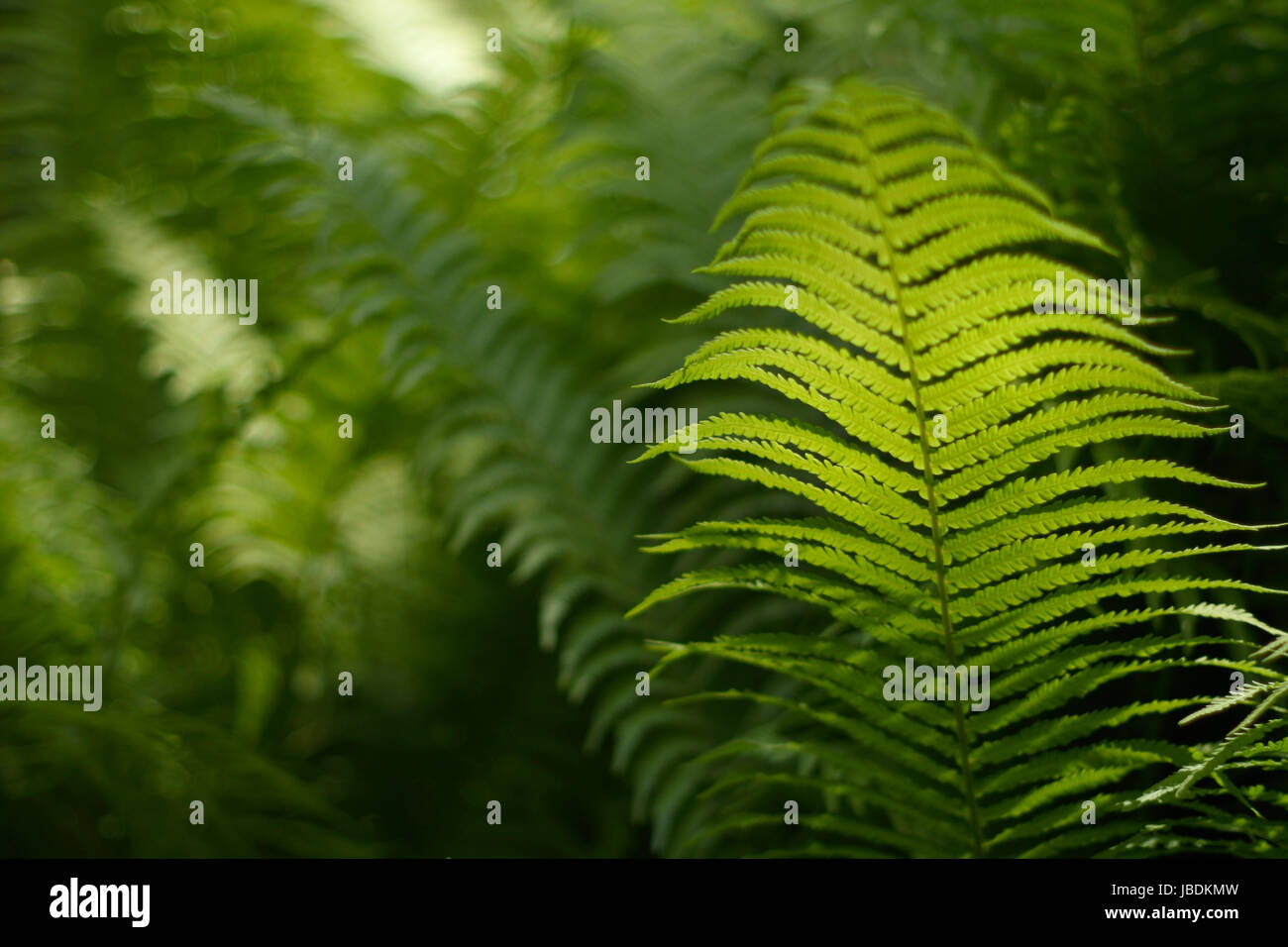 Verschwommen, abstrakten Hintergrund mit einem zarten Farn-Motiv. Dichte, üppige, grüne Vegetation im Garten. Die dominierende Farbe grün. Stockfoto