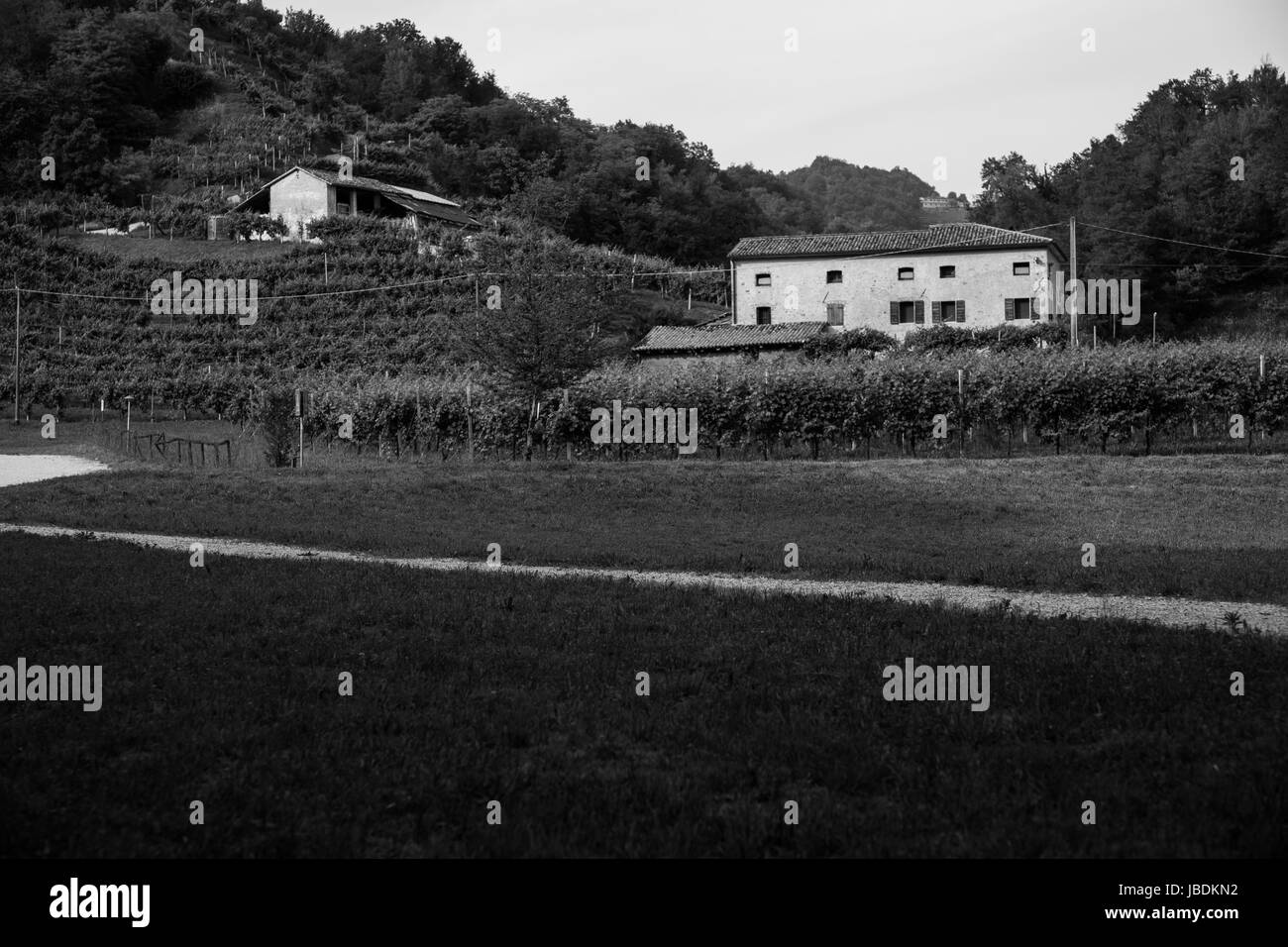 Häuser in der Mitte Traube Felder Stockfoto