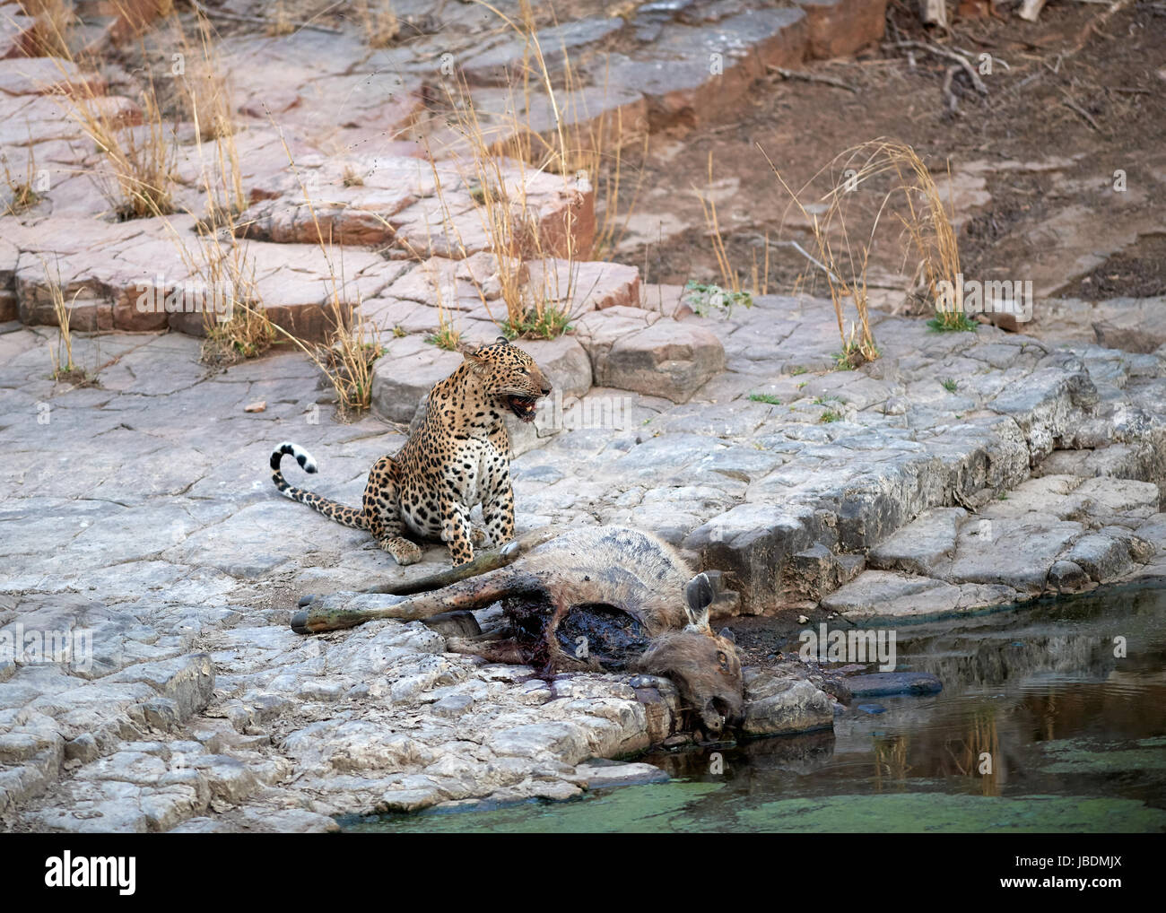 Einem männlichen Leoparden Essen seine töten einen Sambar-Hirsch Stockfoto