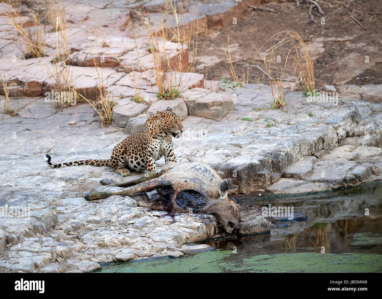 Einem männlichen Leoparden Essen seine töten einen Sambar-Hirsch Stockfoto