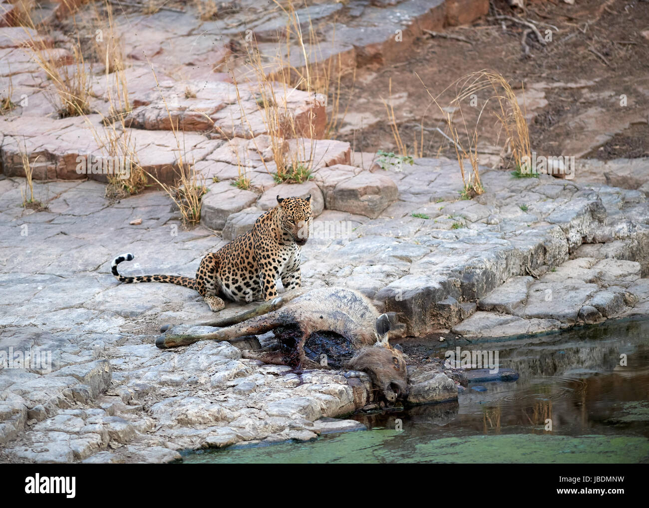 Einem männlichen Leoparden Essen seine töten einen Sambar-Hirsch Stockfoto