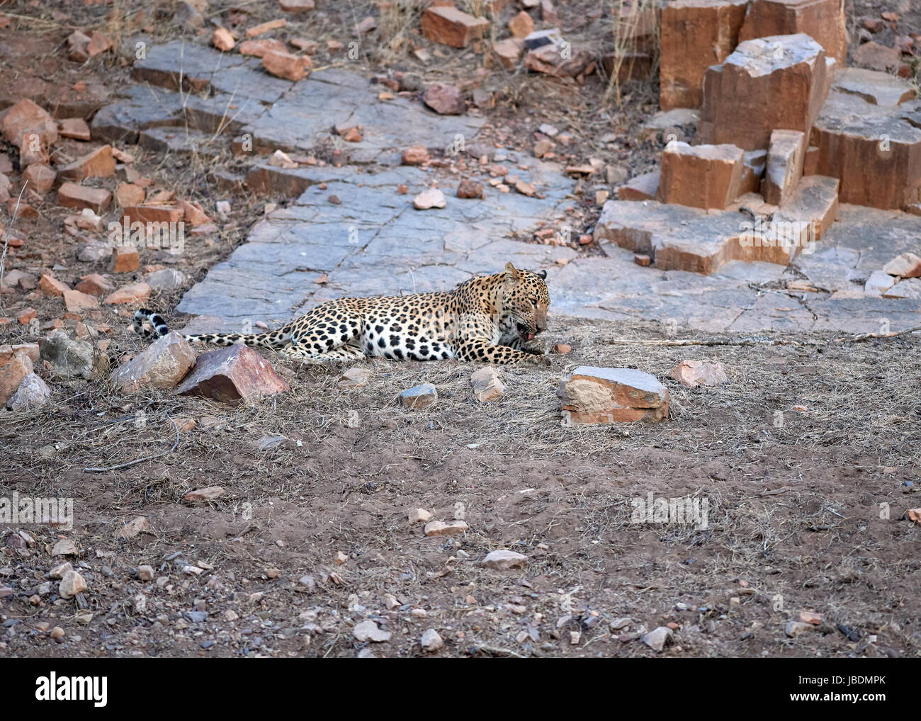 Ein männlicher Leopard leckt seine selbst sauber, nachdem er bei seiner Tötung ein Sambar-Hirsch Stockfoto