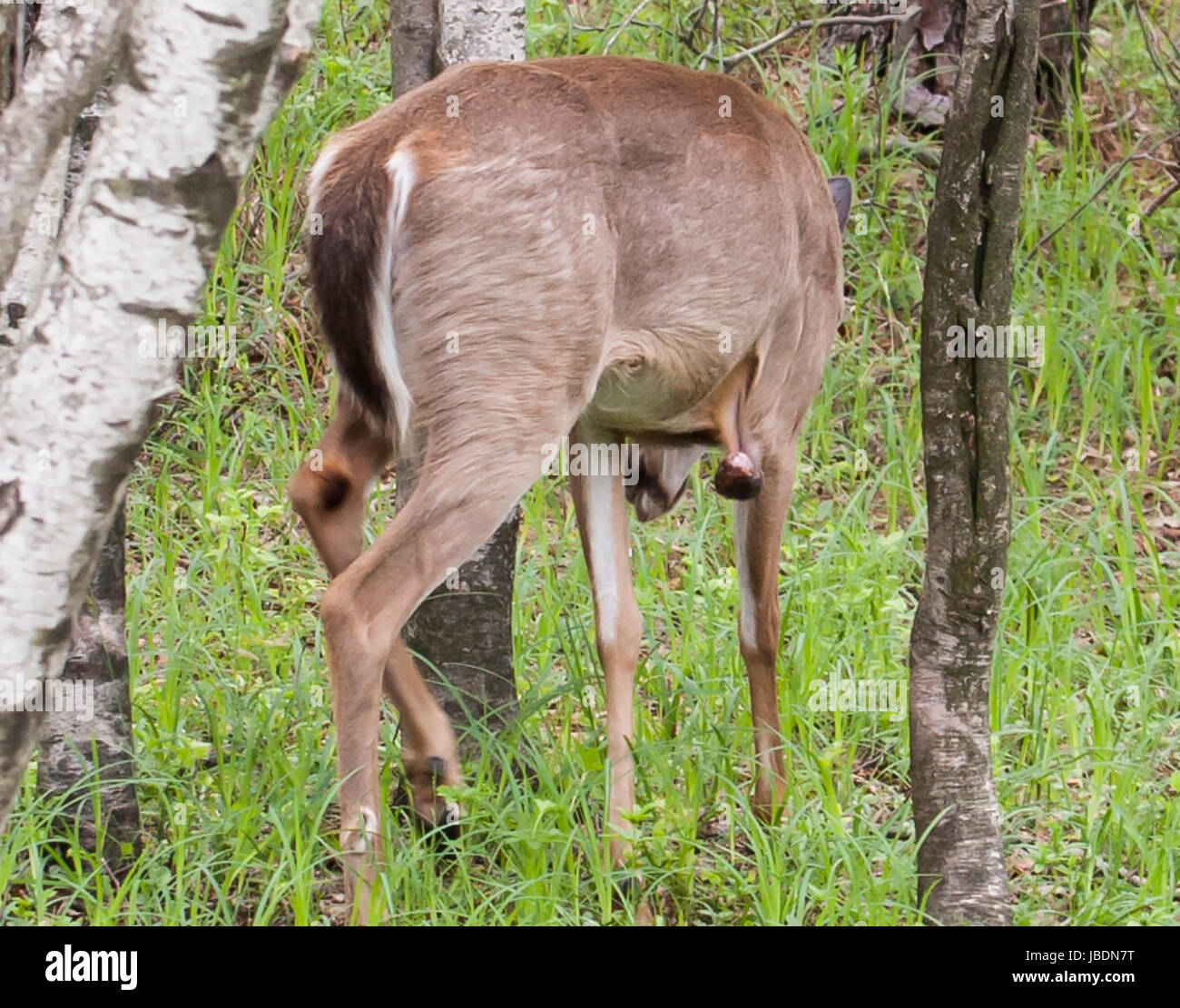 Whitetail Doe mit großen Tumor Stockfoto
