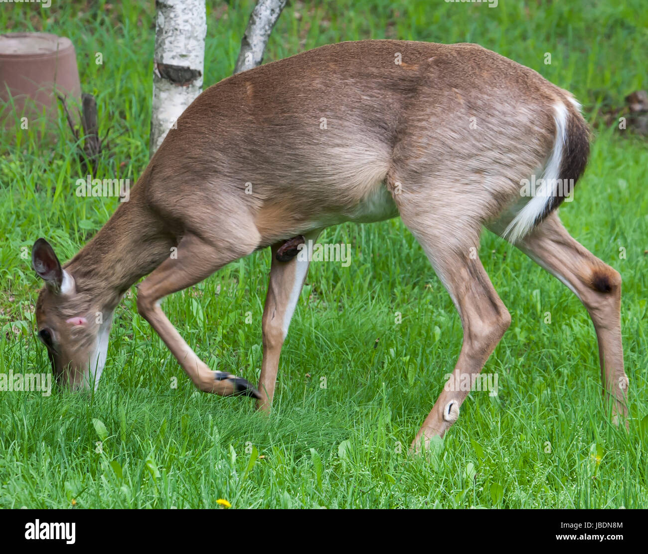 Whitetail Doe mit großen Tumor Stockfoto
