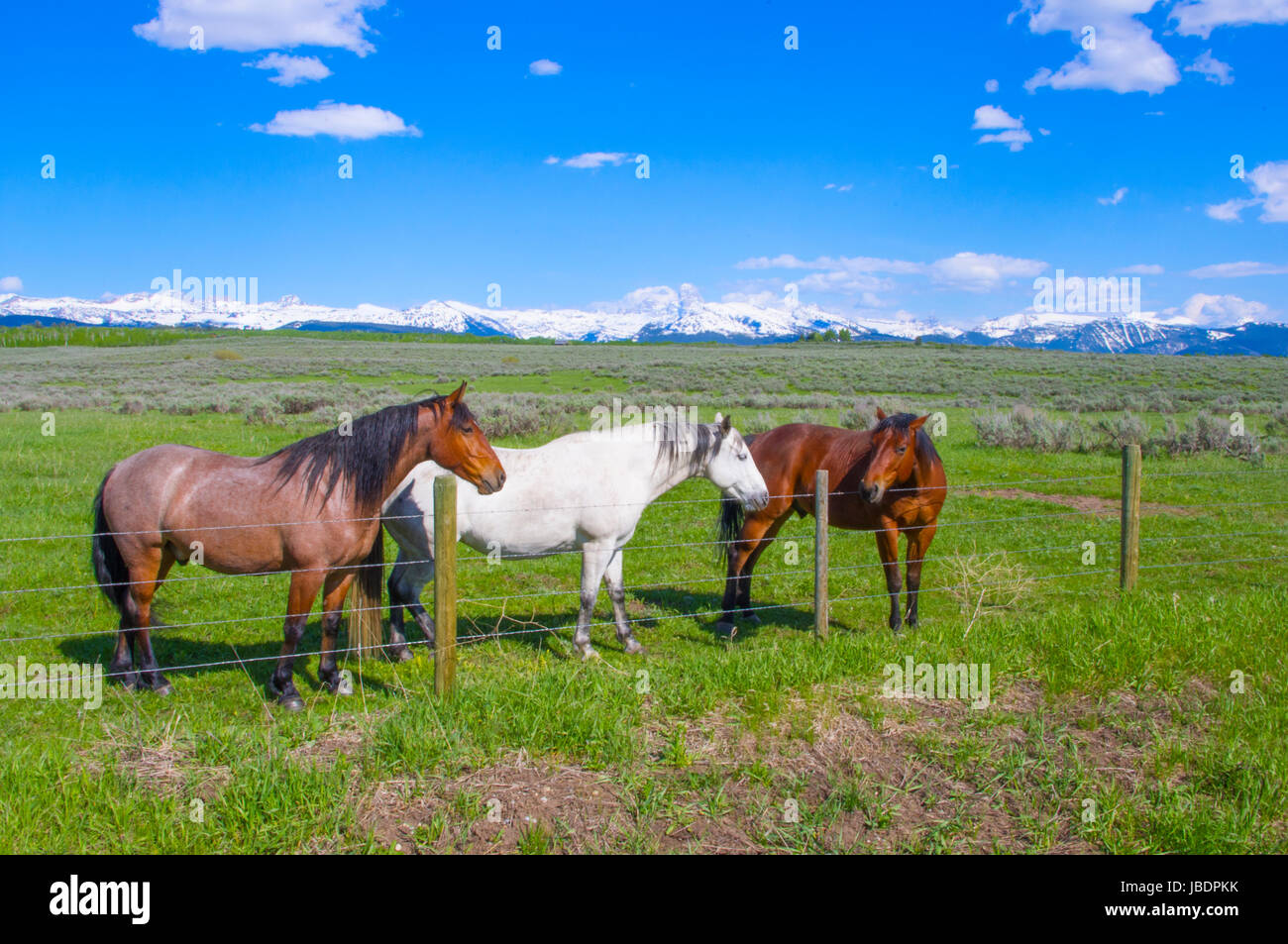 Pferde in Idaho Stockfoto