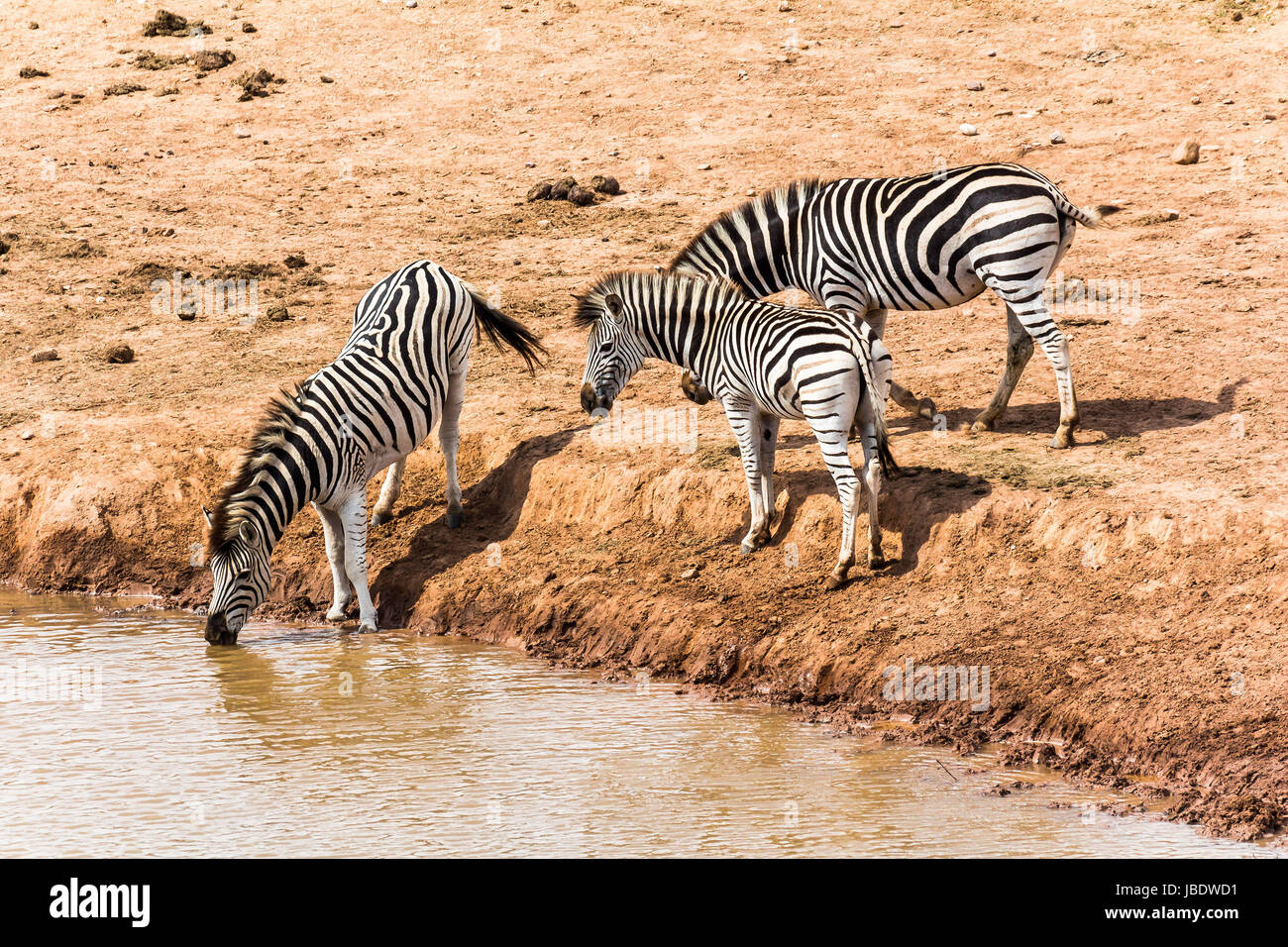 Zebras trinken am Wasserloch, Südafrika Stockfoto