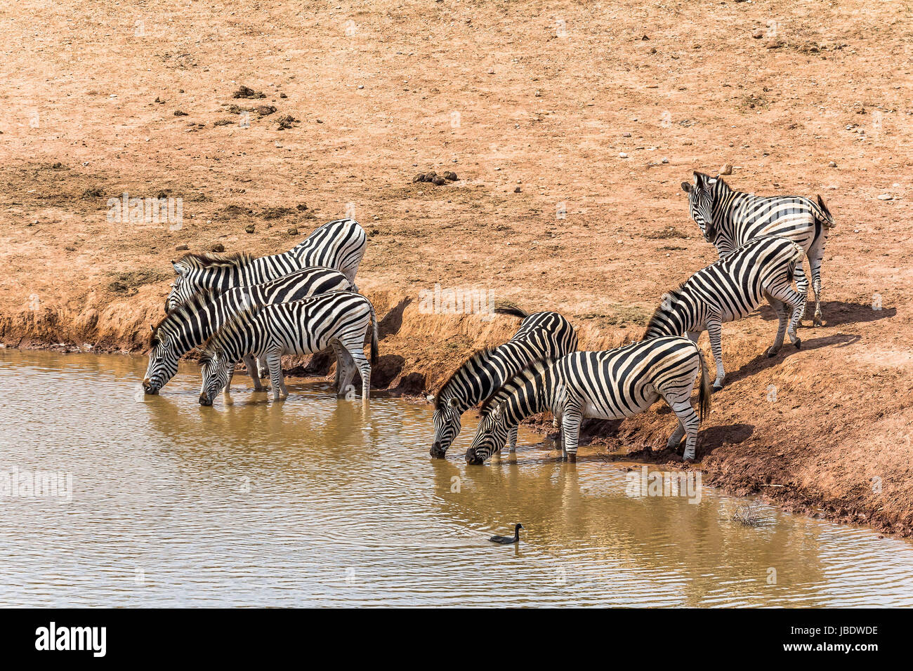 Zebras trinken am Wasserloch, Südafrika Stockfoto