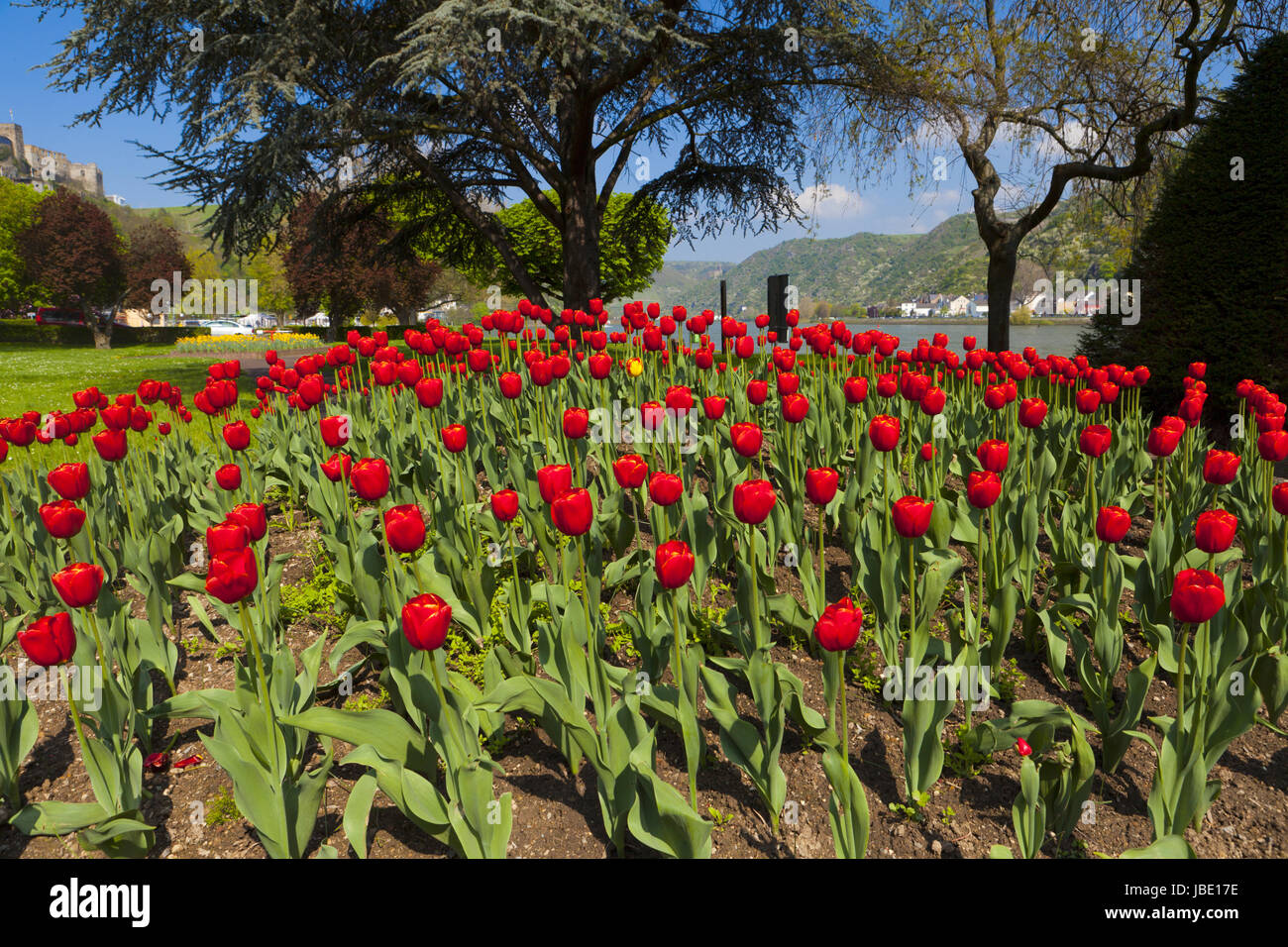 Viele Rote Tulpen Im Park am Rhein in St. Goar Stockfoto