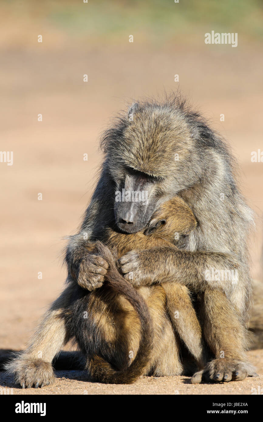 Chacma Paviane (Papio Ursinus) Pflege, kann Kruger Nationalpark, Südafrika, 2017 Stockfoto